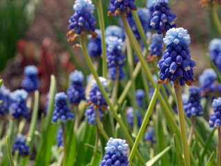 First spring blue flowers. Close-up, blurred background