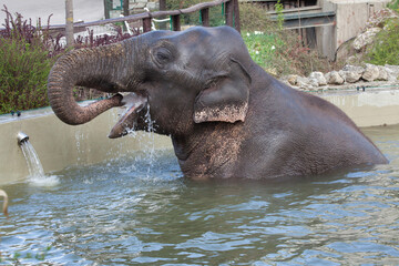 Fototapeta premium Asian elephant (Elephas maximus) bathing.