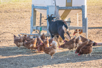 Freilaufende Hühner