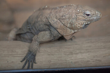 Cuban rock iguana (Cyclura nubila)