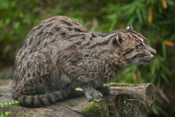 Fishing cat (Prionailurus viverrinus).