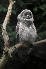 Great grey owl (Strix nebulosa).