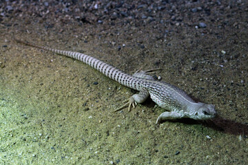 Desert iguana (Dipsosaurus dorsalis).
