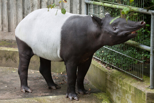 Malayan tapir (Tapirus indicus).