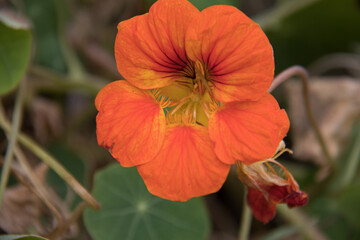 Fototapeta premium close up of Garden nasturtium flower