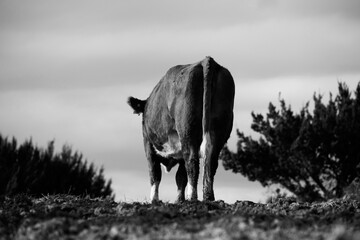 Hereford cow walking away through rural Texas field in black and white.