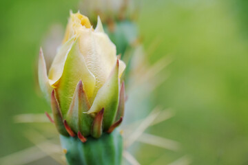 Yellow bud for prickly pear cactus flower close up with blurred green background.