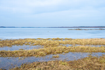 Grass in a marshy wetland. Picture from Lund, southern Sweden