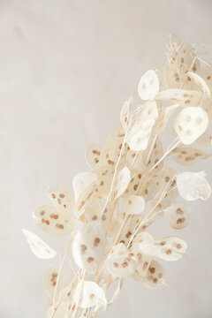 Vertical shot of lunaria dried flowers on a warm white textured wall.