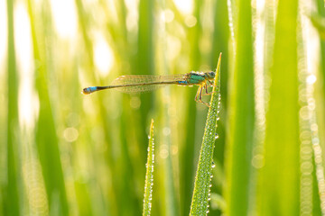 Dragonfly perched on top of a rice leaf with water droplets.