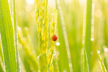 Juicy fresh ears of young green wheat and ladybug on nature in spring summer field close-up of macro with free space for text © banjongseal324