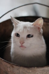 Cute White Cat Sitting in Dirty Bucket. Funny Kitten with Blue Squinty Eyes, Pink Nose and Fluffy Whiskers 