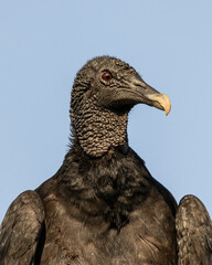 A black vulture posing for a portrait