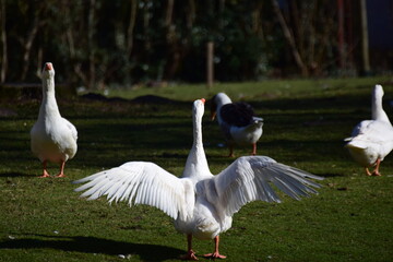 A white goose standing on the lawn spreads her plumage