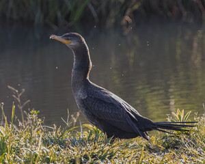 A cormorant warming under the sun beside a pond