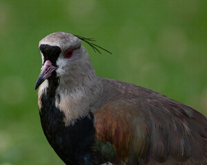 Close-up portrait of a red-eyed bird with a plume on its head
