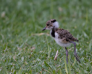 A bird chick looking for seeds on the lawn