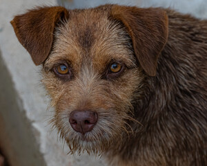A hard fur dog, with red nose and yellow eyes, facing the camera