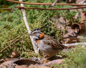 A little bird grounded in search of grass seeds