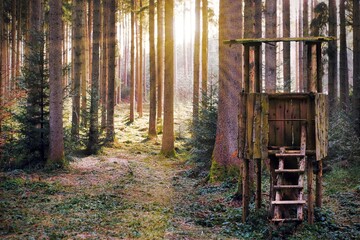 Blick in den Wald mit Sonnenstrahlen erleuchtet, im Vordergrund ein Hochstand für Jäger