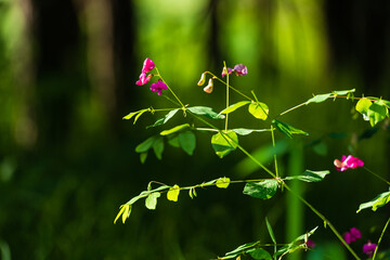 Beautiful pink flowers in the forest, Armenia