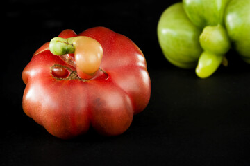 Ripe tomato of unique, strange shape. Purple calabash tomato heirloom. Eco vegetables.
