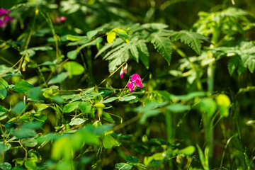 Beautiful pink flowers in the forest, Armenia