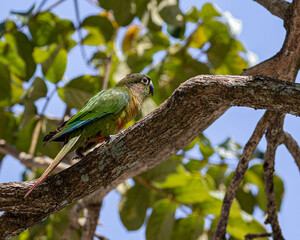 A colorful parakeet perched on a tree branch