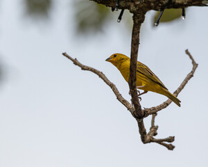A yellow finch perched on the tip of a tree branch