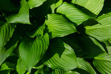 Green leaves tropical plant close up nature background