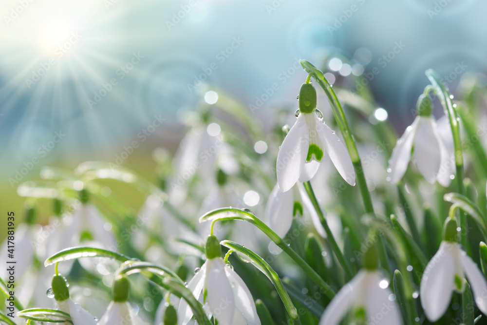 Canvas Prints snowdrops on bokeh background in sunny spring garden under sunbeams.