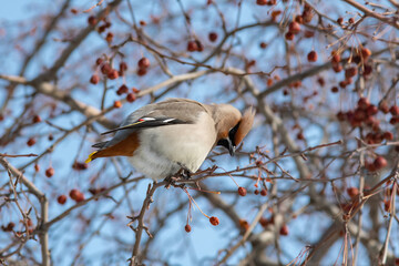 Bohemian Waxwing (Bombycilla garrulus) on a branch	