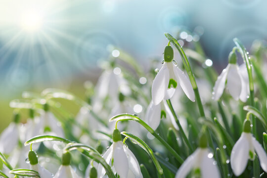 Snowdrops on bokeh background in sunny spring garden under sunbeams.