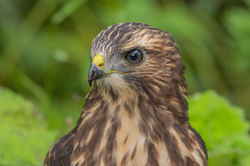 Wild young Broad-winged Hawk 