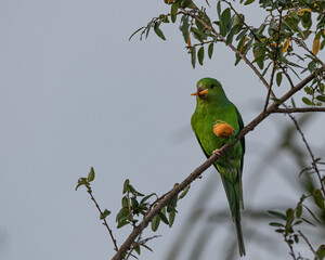 A parakeet eating coconut perched on a tree branch