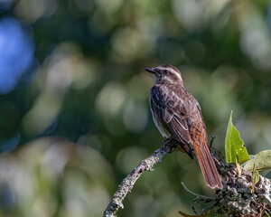 A watchful bird perched on the top of a tree branch looking for insects