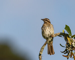 A watchful bird perched on the top of a tree branch looking for insects