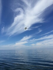 seagull in the sky