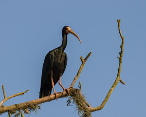 A large bird resting on top of a tree branch