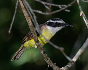 A yellow bird perched on a tree branch