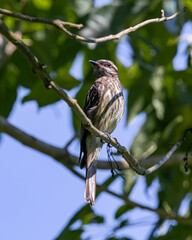 A bird perched on a branch looking for insects