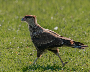 A young bird of prey warming under the shining sun