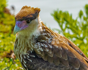 A young bird of prey warming under the shining sun