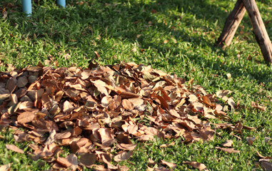A pile of dry leaves swept into the park, waiting for the car to collect the garbage and put it in the garden