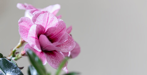 Pink flower Adenium Obesum plant with green leaves in pot. Tropical flower, desert rose flower.