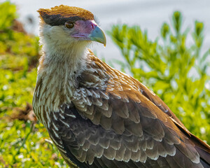 A young bird of prey warming under the shining sun
