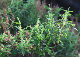 Holy Basil Leaves in nature garden Thai food or use it in herbal spar