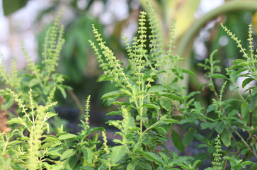 Holy Basil Leaves in nature garden Thai food or use it in herbal spar