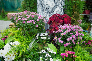 Greenhouse of indoor plants and flowers. Large assortment of potted plants, flower beds.