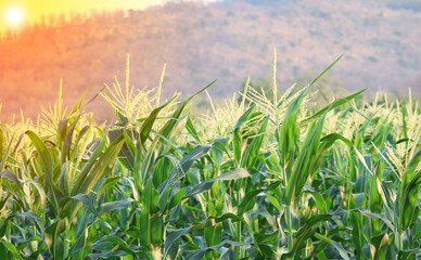Fototapeta premium beautiful corn field in the morning with the morning sun